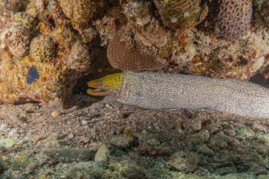 Moray eel Mooray lycodontis Kızıldenizde dalgalanma, Eilat Israel