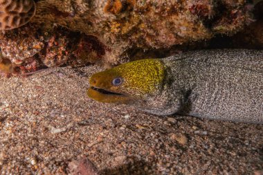 Moray eel Mooray lycodontis Kızıldenizde dalgalanma, Eilat Israel