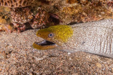 Moray eel Mooray lycodontis Kızıldenizde dalgalanma, Eilat Israel