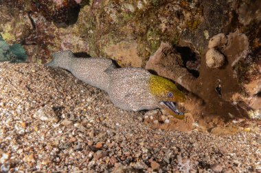 Moray eel Mooray lycodontis Kızıldenizde dalgalanma, Eilat Israel