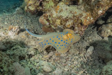 Mavi benekli vatoz Kızıldeniz 'in deniz tabanında
