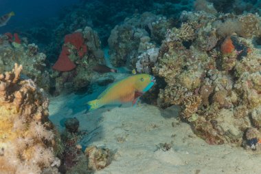 Kızıl Denizde yüzen balıklar, renkli balıklar, Eilat İsrail