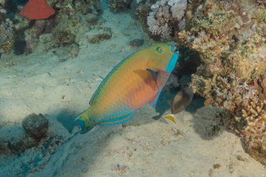 Kızıl Denizde yüzen balıklar, renkli balıklar, Eilat İsrail