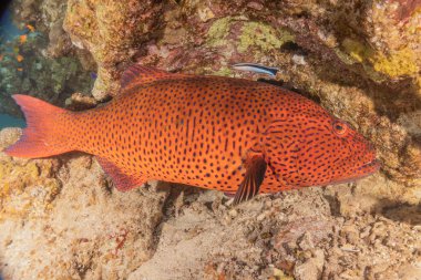 Kızıl Denizde yüzen balıklar, renkli balıklar, Eilat İsrail