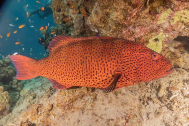 Kızıl Denizde yüzen balıklar, renkli balıklar, Eilat İsrail