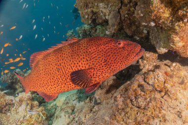 Kızıl Denizde yüzen balıklar, renkli balıklar, Eilat İsrail