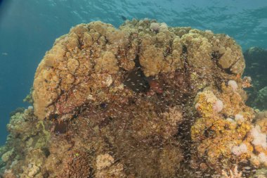 Kızıldeniz 'deki mercan resifi ve su bitkileri, Eilat Israel