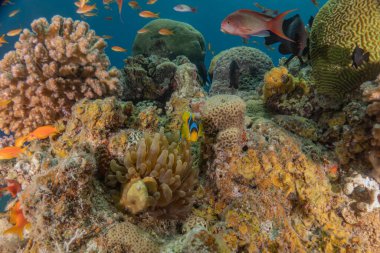 Kızıldeniz 'deki mercan resifi ve su bitkileri, Eilat Israel
