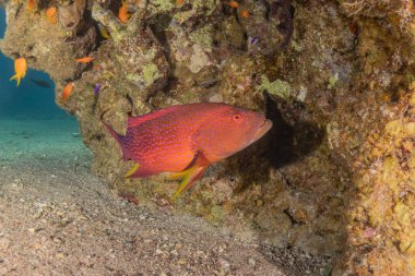 Kızıl Denizde yüzen balıklar, renkli balıklar, Eilat İsrail