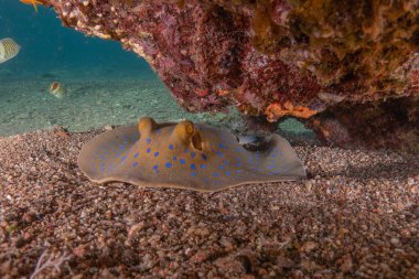 Mavi benekli vatoz Kızıldeniz 'in deniz tabanında