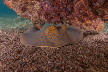 Mavi benekli vatoz Kızıldeniz 'in deniz tabanında