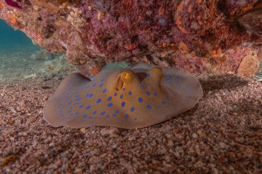 Mavi benekli vatoz Kızıldeniz 'in deniz tabanında