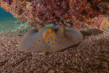 Mavi benekli vatoz Kızıldeniz 'in deniz tabanında