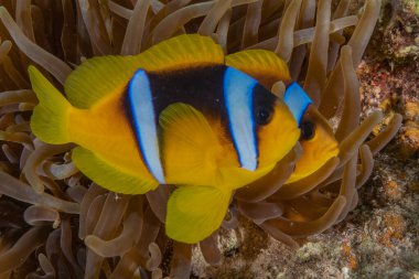 Kızıl Denizde yüzen balıklar, renkli balıklar, Eilat İsrail