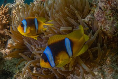 Kızıldeniz 'deki mercan resifi ve su bitkileri, Eilat Israel