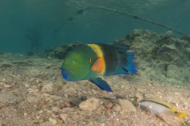 Kızıl Denizde yüzen balıklar, renkli balıklar, Eilat İsrail