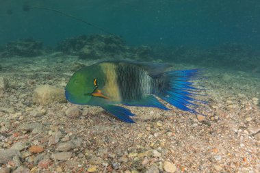 Kızıl Denizde yüzen balıklar, renkli balıklar, Eilat İsrail