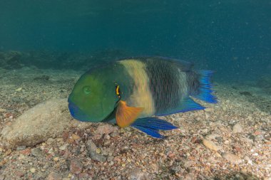 Kızıl Denizde yüzen balıklar, renkli balıklar, Eilat İsrail