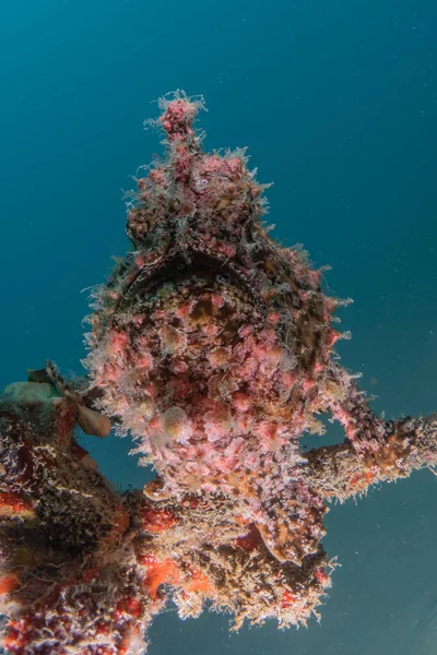 Pesce Che Nuota Nel Mar Rosso Pesci Colorati Eilat Israele — Foto Stock