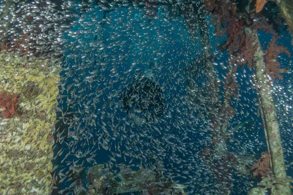 Рибне Плавання Червоному Морі Барвиста Риба Ейлат Ізраїль — стокове фото