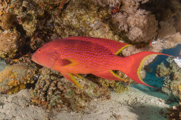 Fish Swimming Red Sea Colorful Fish Eilat Israel — Stock Photo, Image