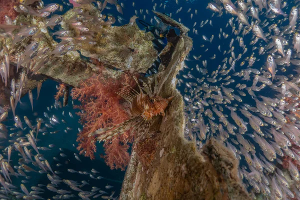 Pesce Leone Nel Mar Rosso Pesce Colorato Eilat Israele — Foto Stock
