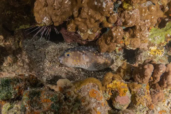 在红海里游泳的鱼 五彩斑斓的鱼 以色列鳗鱼 — 图库照片