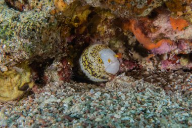 Moray eel Mooray lycodontis Kızıldenizde dalgalanma, Eilat Israel