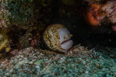 Moray eel Mooray lycodontis Kızıldenizde dalgalanma, Eilat Israel