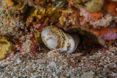 Moray eel Mooray lycodontis Kızıldenizde dalgalanma, Eilat Israel