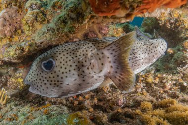 Kızıl Denizde yüzen balıklar, renkli balıklar, Eilat İsrail