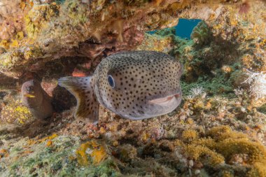 Kızıl Denizde yüzen balıklar, renkli balıklar, Eilat İsrail