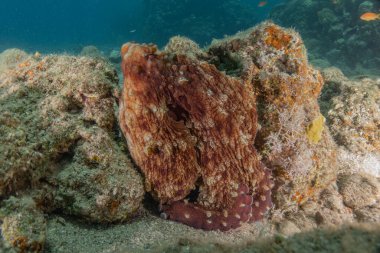 Kızıl Deniz 'deki kamuflajın kralı, Eilat Israel. 