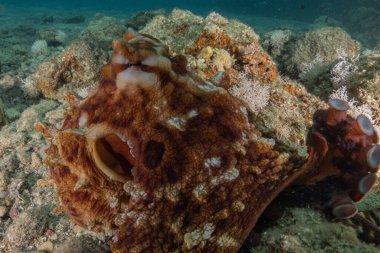 Kızıl Deniz 'deki kamuflajın kralı, Eilat Israel. 