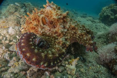 Kızıl Deniz 'deki kamuflajın kralı, Eilat Israel. 