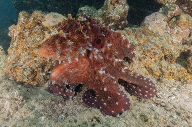 Kızıl Deniz 'deki kamuflajın kralı, Eilat Israel. 