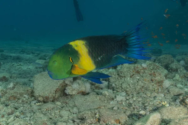 stock image Fish swimming in the Red Sea, colorful fish, Eilat Israel