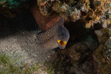 Moray eel Mooray lycodontis Kızıldenizde dalgalanma, Eilat Israel