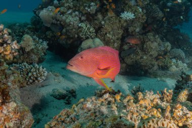 Kızıl Denizde yüzen balıklar, renkli balıklar, Eilat İsrail