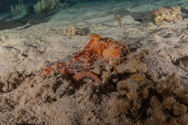 Kızıl Deniz 'deki kamuflajın kralı, Eilat Israel. 