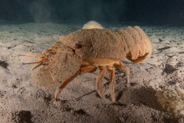 Kızıl Deniz 'deki ıstakozlar Renkli ve güzel, Eilat Israel