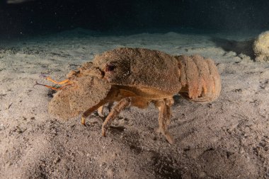 Kızıl Deniz 'deki ıstakozlar Renkli ve güzel, Eilat Israel