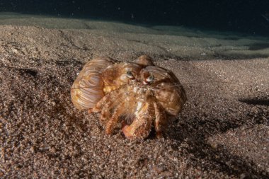 Kızıl Deniz 'deki ıstakozlar Renkli ve güzel, Eilat Israel