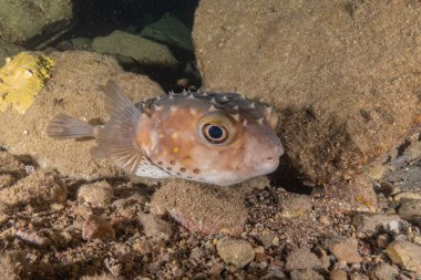 Kızıl Denizde yüzen balıklar, renkli balıklar, Eilat İsrail