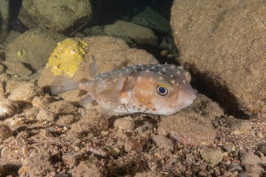 Kızıl Denizde yüzen balıklar, renkli balıklar, Eilat İsrail