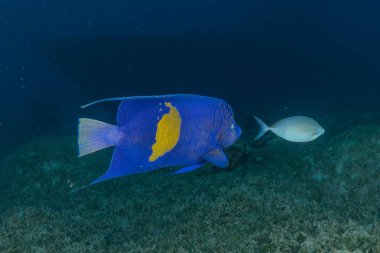 Kızıl Denizde yüzen balıklar, renkli balıklar, Eilat İsrail