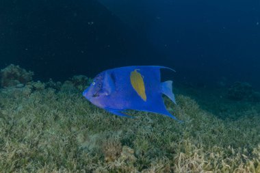 Kızıl Denizde yüzen balıklar, renkli balıklar, Eilat İsrail