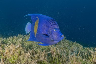 Kızıl Denizde yüzen balıklar, renkli balıklar, Eilat İsrail