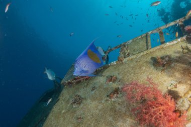 Kızıl Denizde yüzen balıklar, renkli balıklar, Eilat İsrail