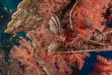 Kızıl Deniz 'deki aslan balığı renkli balık, Eilat Israel